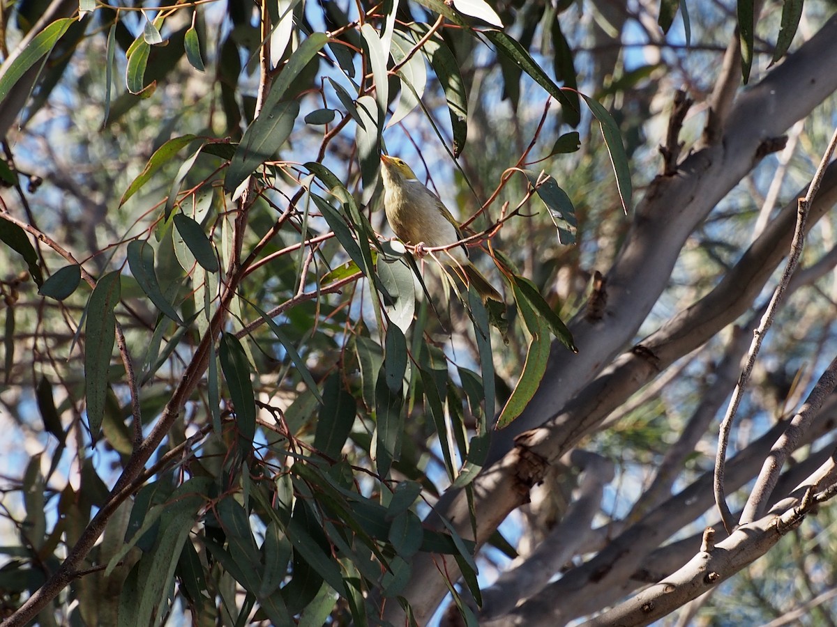 ミミジロコバシミツスイ - ML617647604