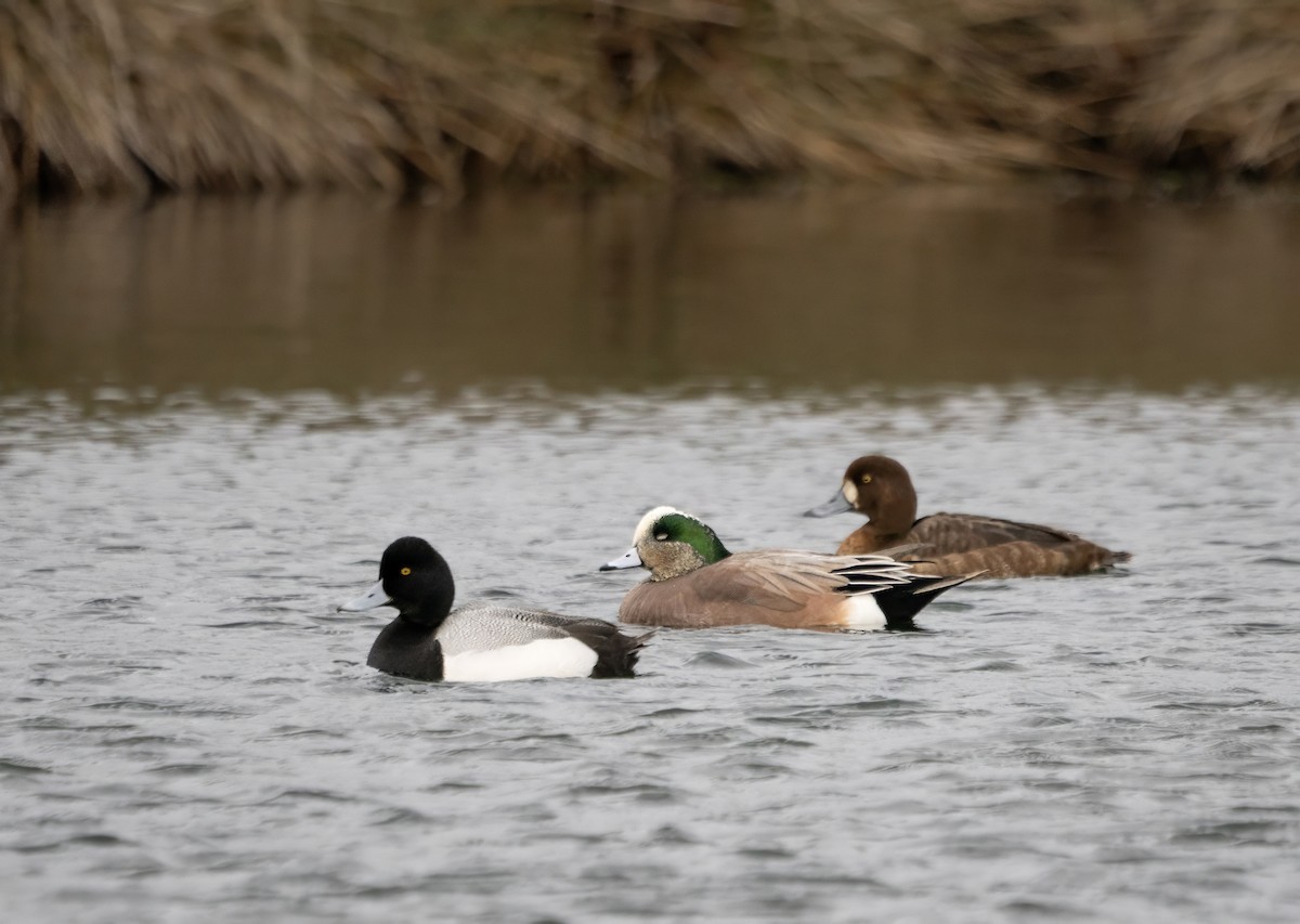 American Wigeon - ML617647613