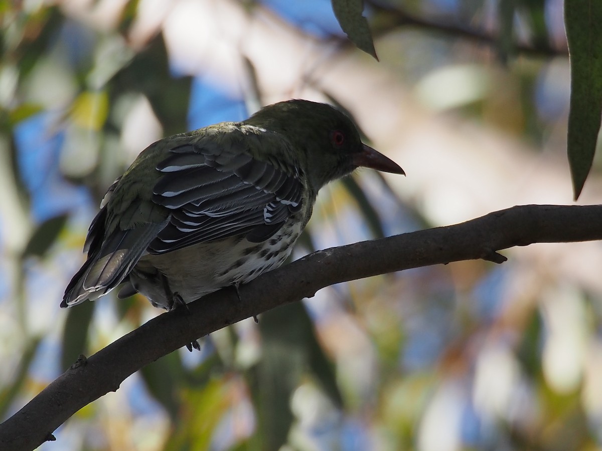 シロハラコウライウグイス - ML617647625