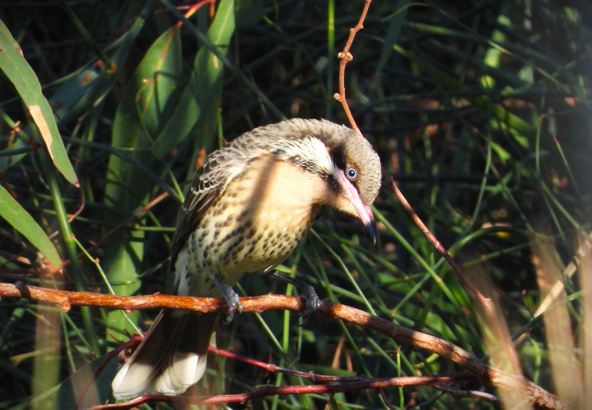 Spiny-cheeked Honeyeater - Gordon Rich