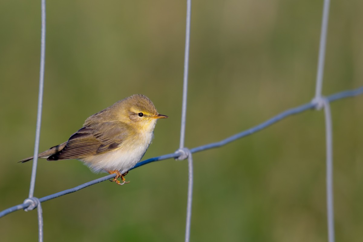 Willow Warbler - ML617647638