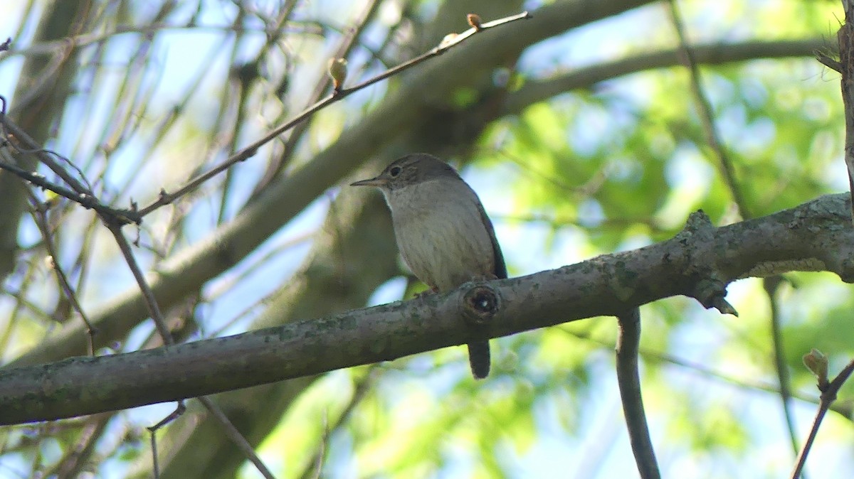 House Wren - ML617647644