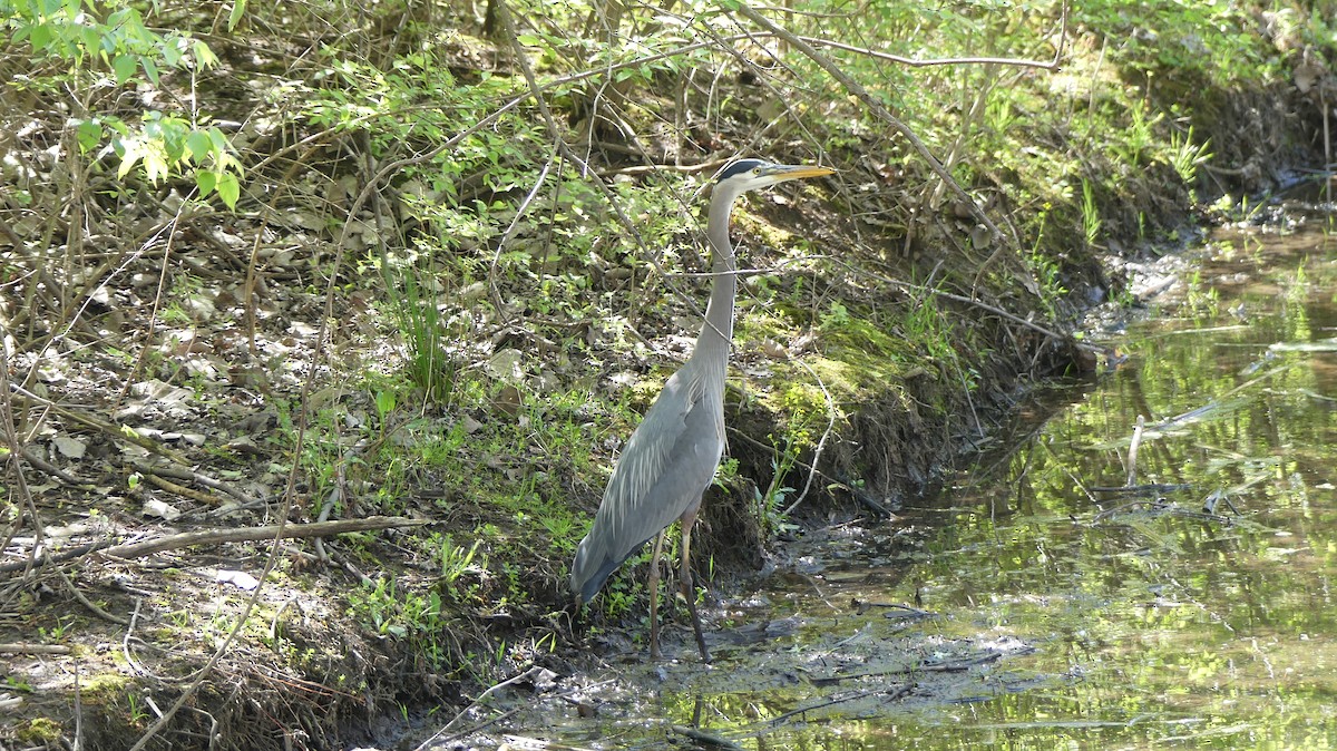 Great Blue Heron - Leslie Sours