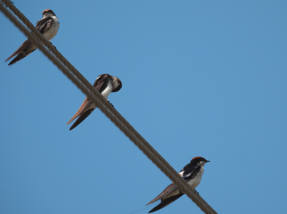 Wire-tailed Swallow - ML617647651