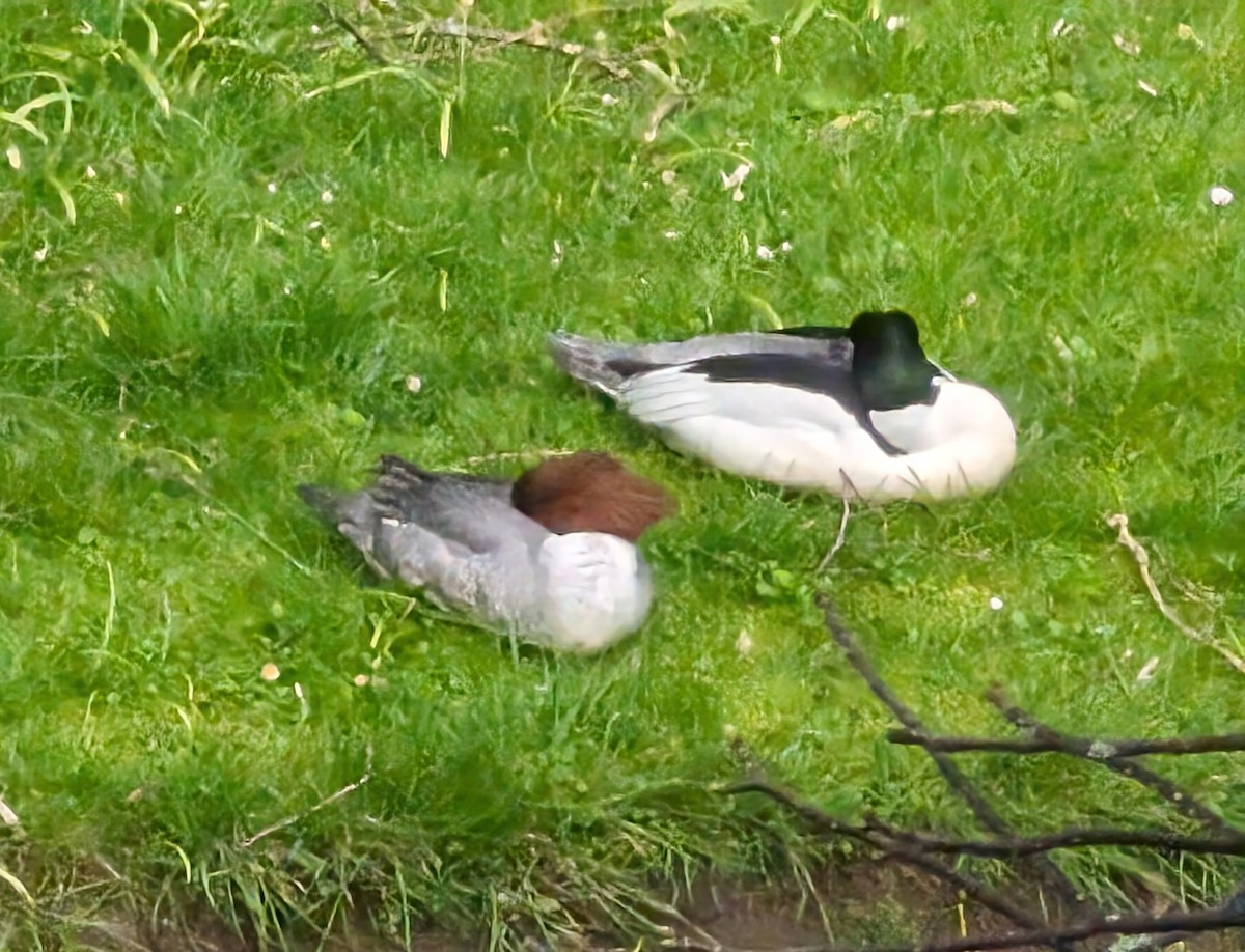 Common Merganser - Brendan Doe