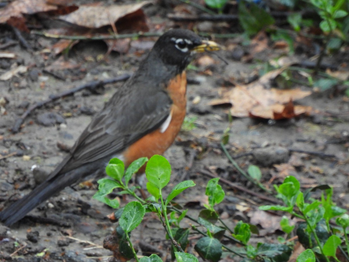 American Robin - ML617647698