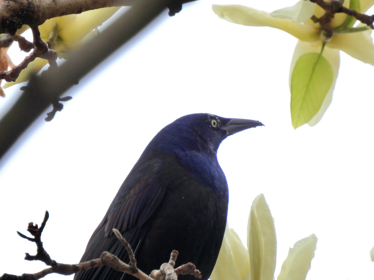 Common Grackle - ML617647705