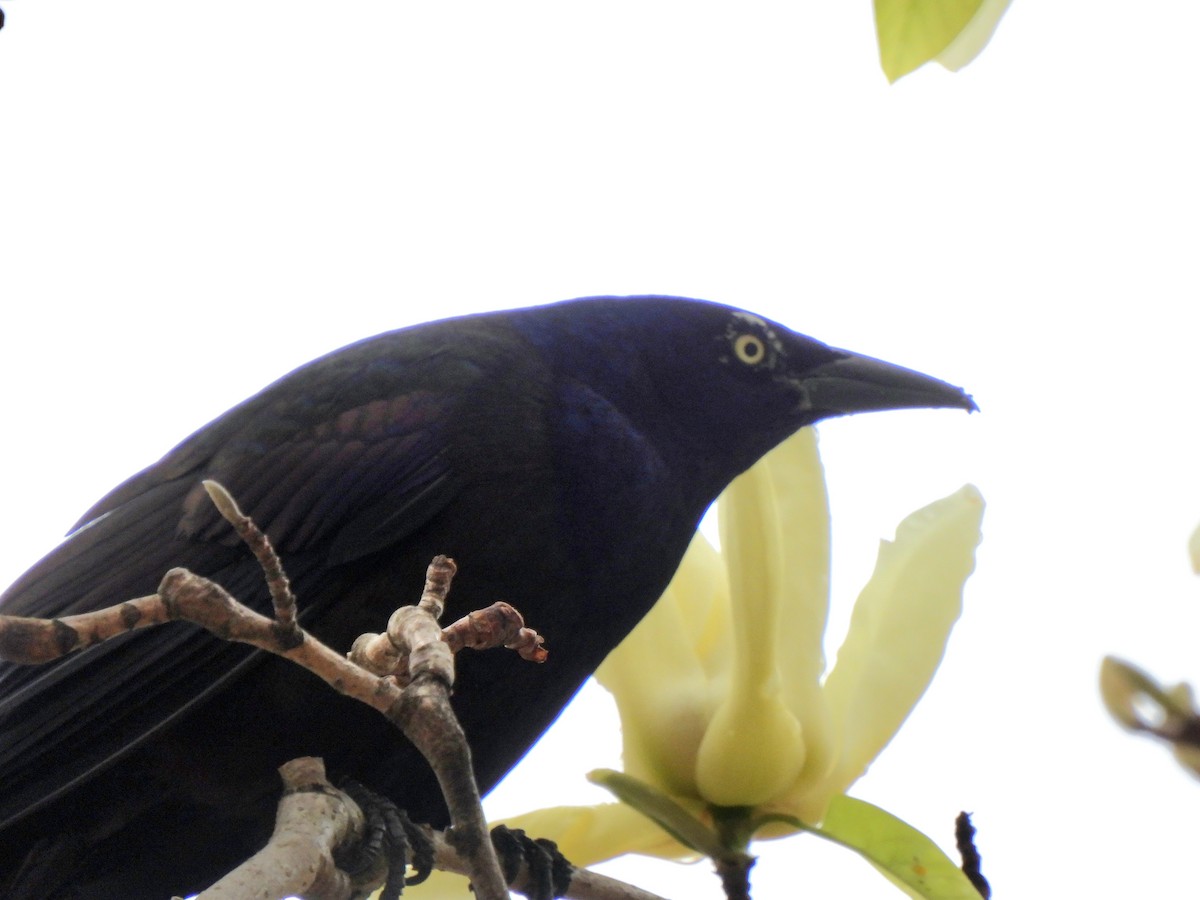 Common Grackle - ML617647706