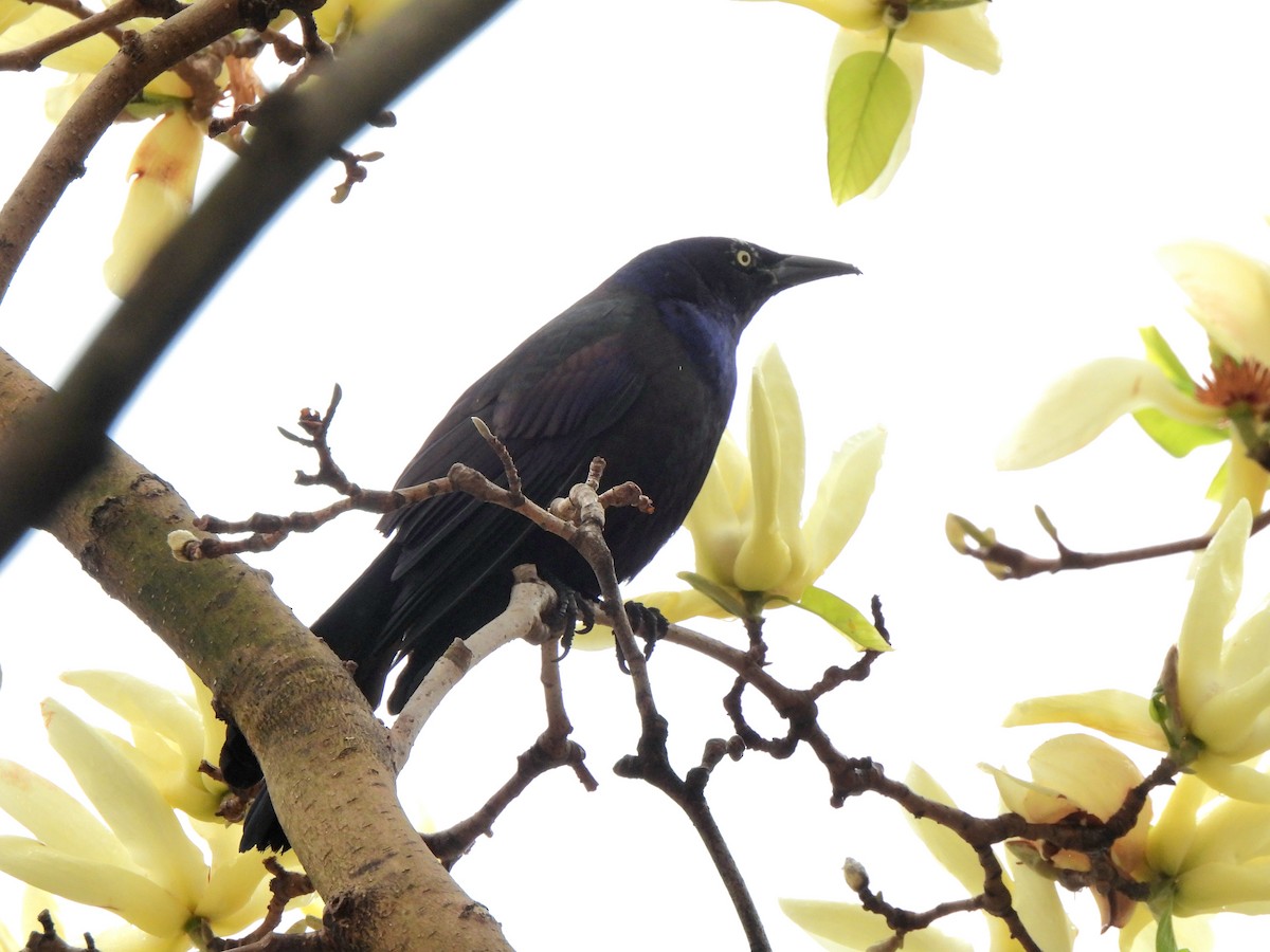 Common Grackle - ML617647707