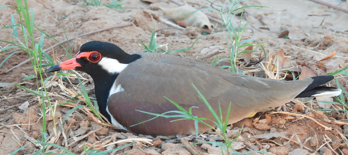 Red-wattled Lapwing - ML617647744