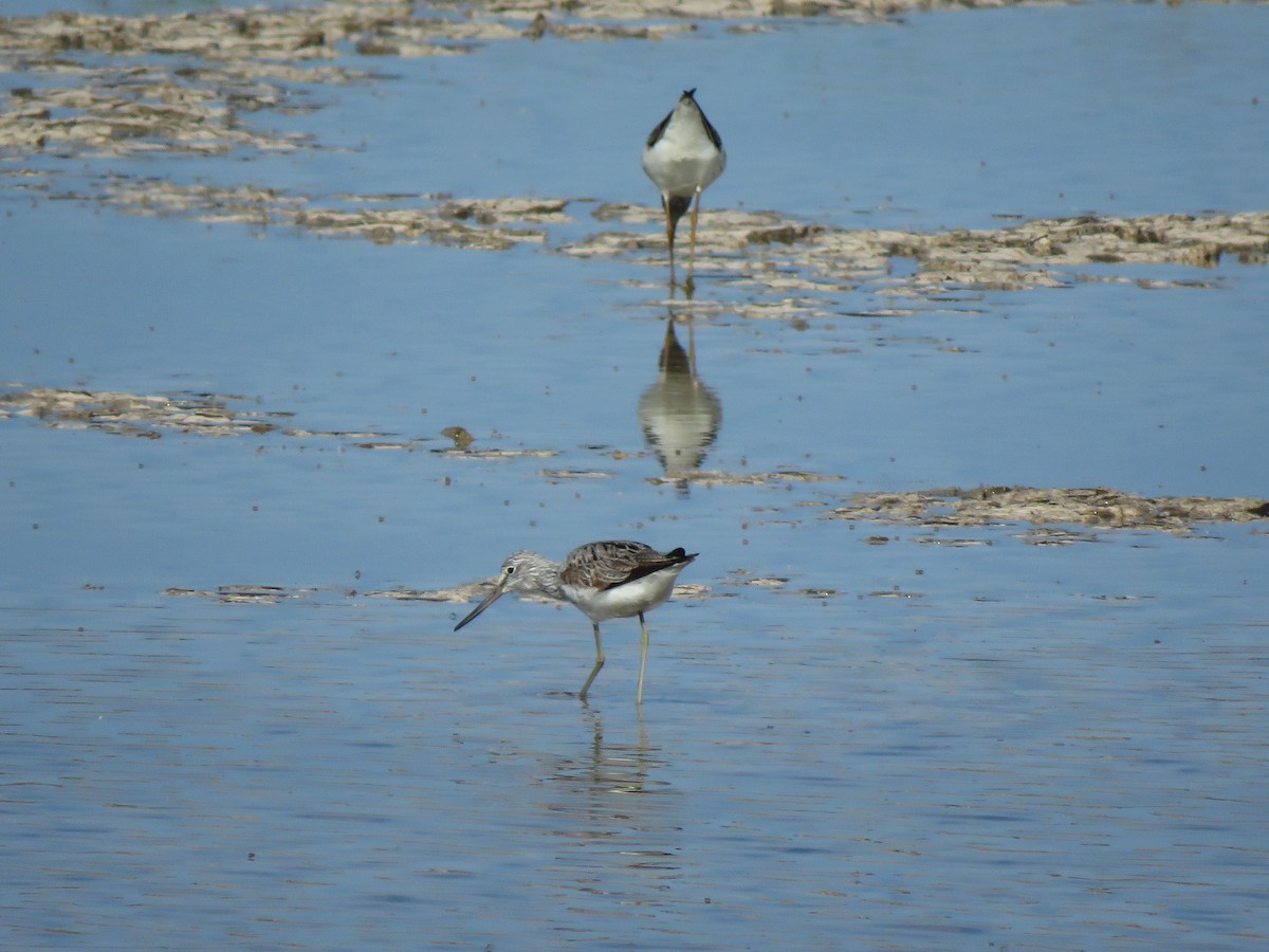 Common Greenshank - Daniel Melamed