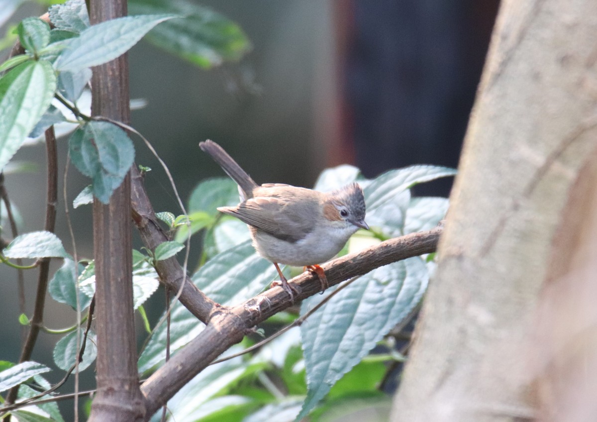 Striated Yuhina - Praveen H N