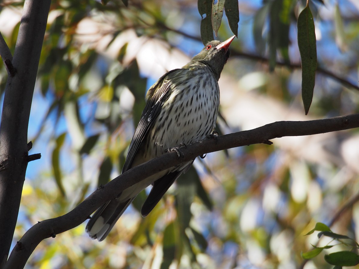 シロハラコウライウグイス - ML617647790