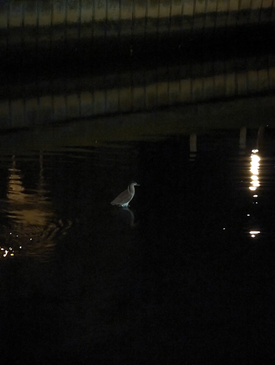 Nankeen Night Heron - ML617647798