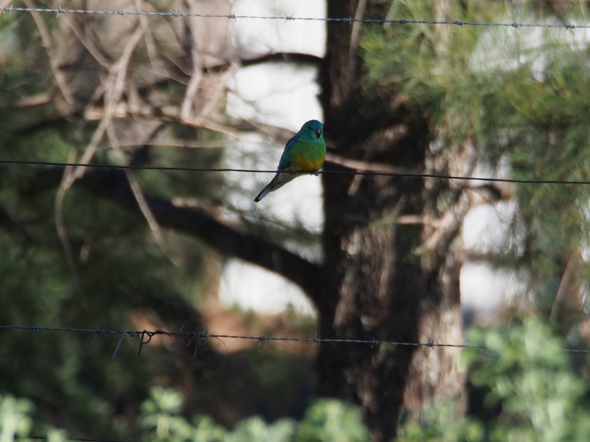 ビセイインコ - ML617647804