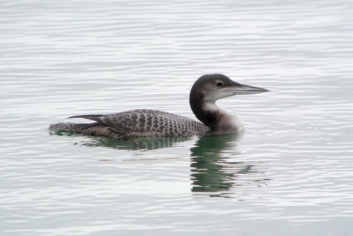 Plongeon huard - ML617647813