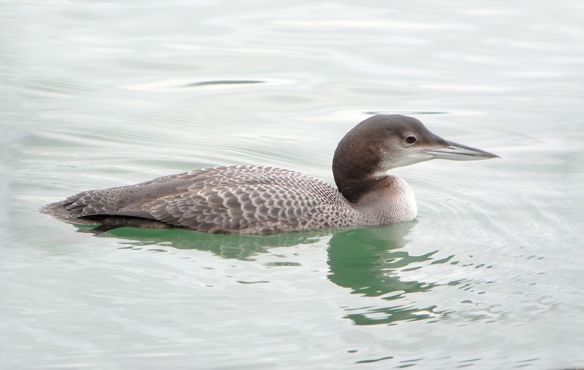 Plongeon huard - ML617647814