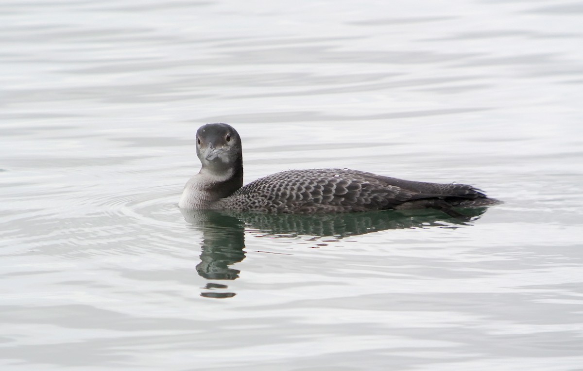 Plongeon huard - ML617647816