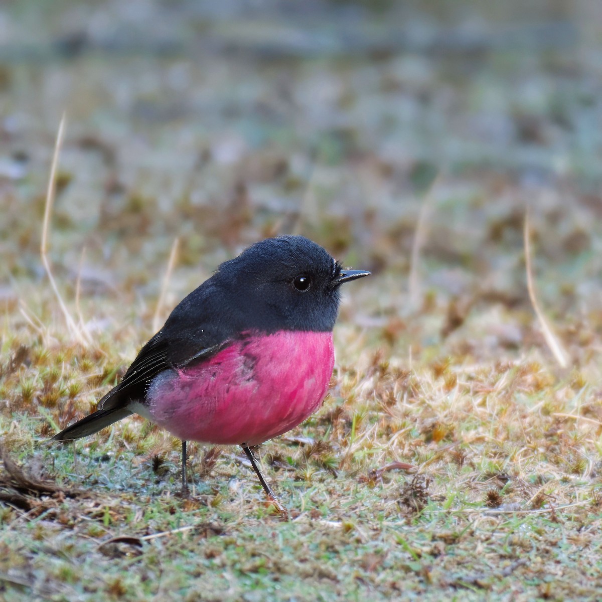 Pink Robin - ML617647841