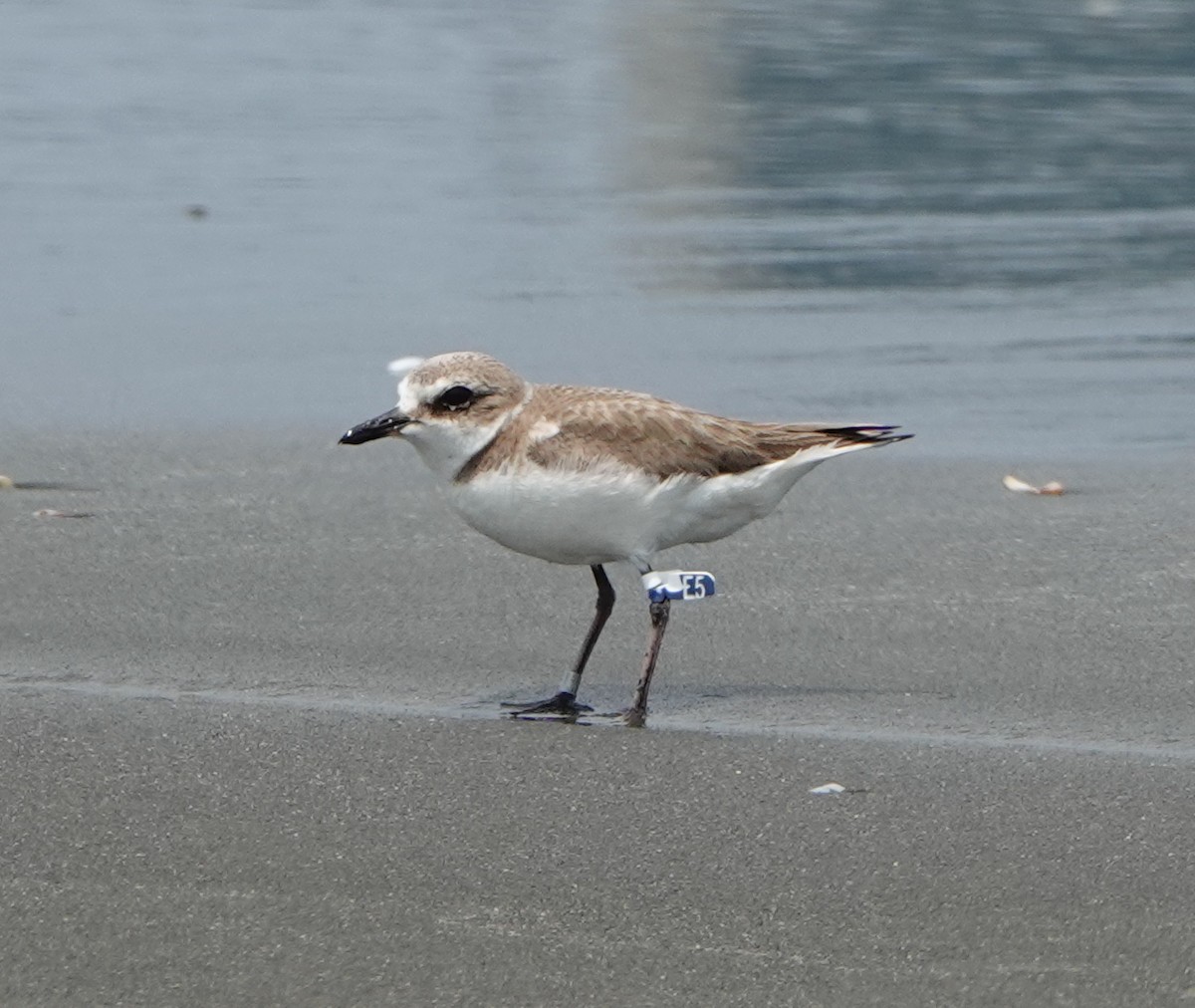 Kentish Plover (Kentish) - Arlango Lee