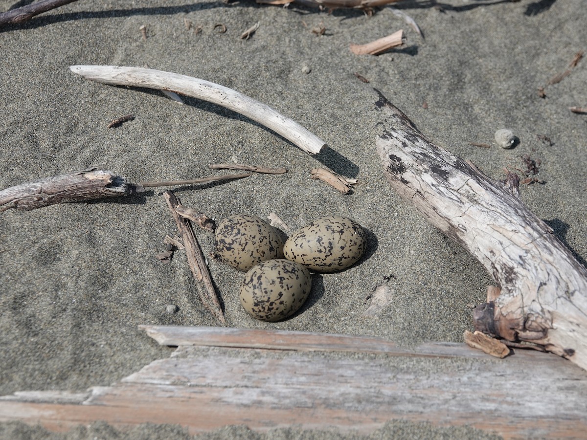 Kentish Plover (Kentish) - Arlango Lee