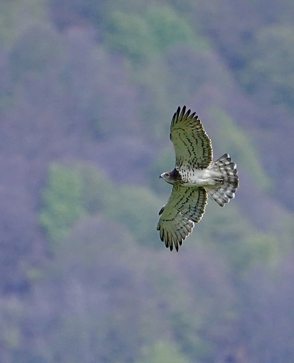 Short-toed Snake-Eagle - ML617647898