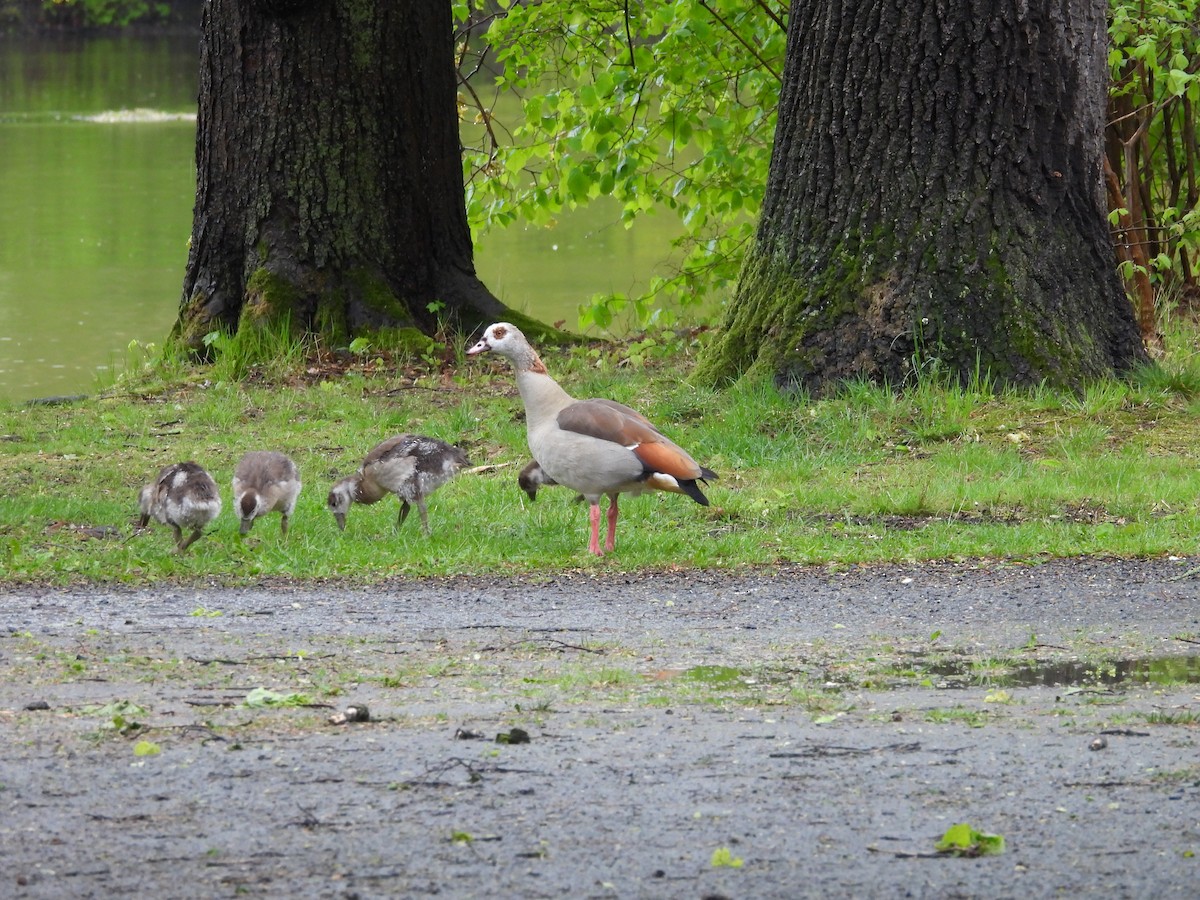 Egyptian Goose - ML617647915