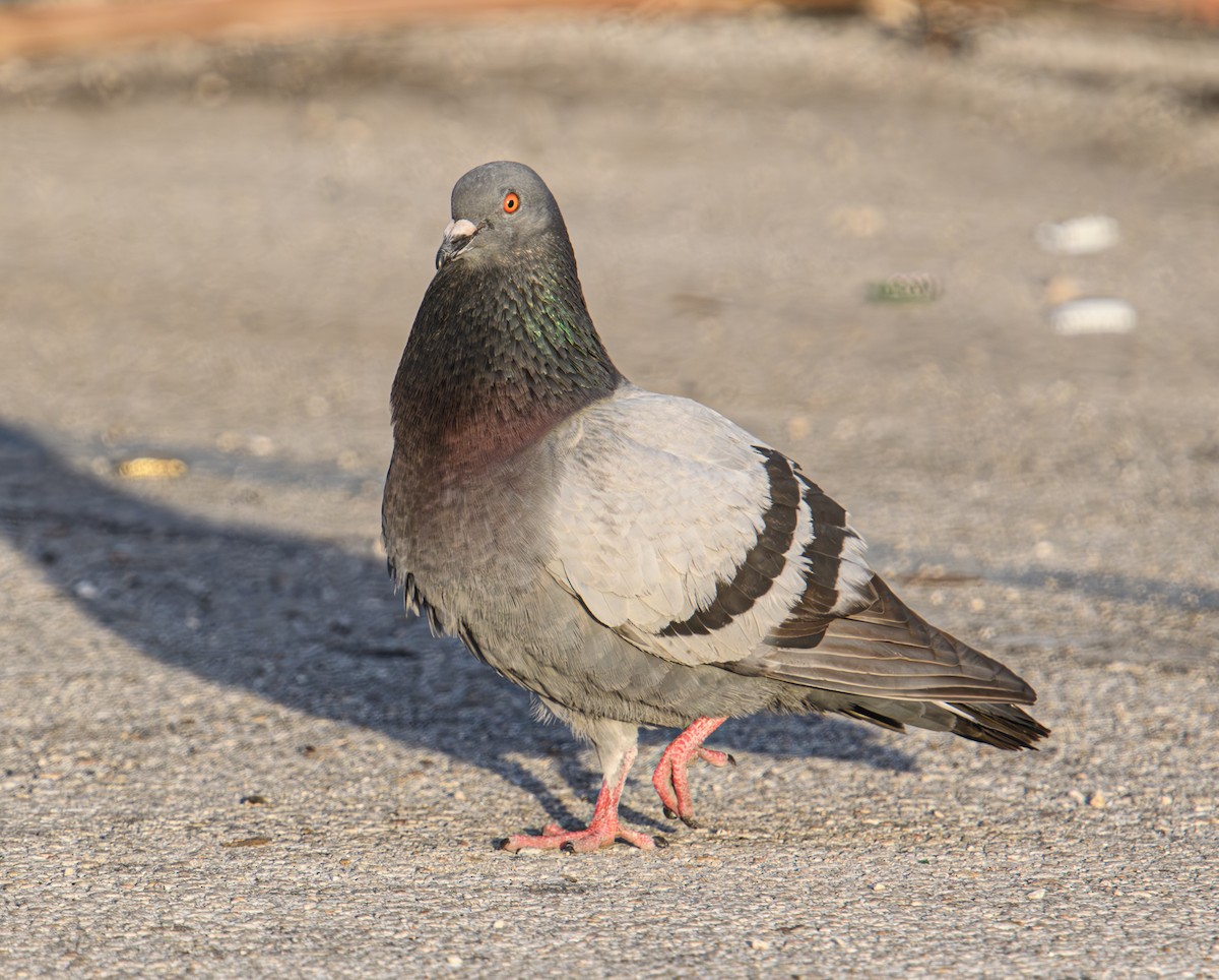 Rock Pigeon (Feral Pigeon) - ML617647926