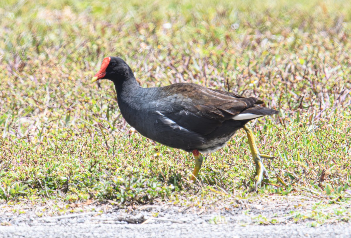 Common Gallinule - ML617647964