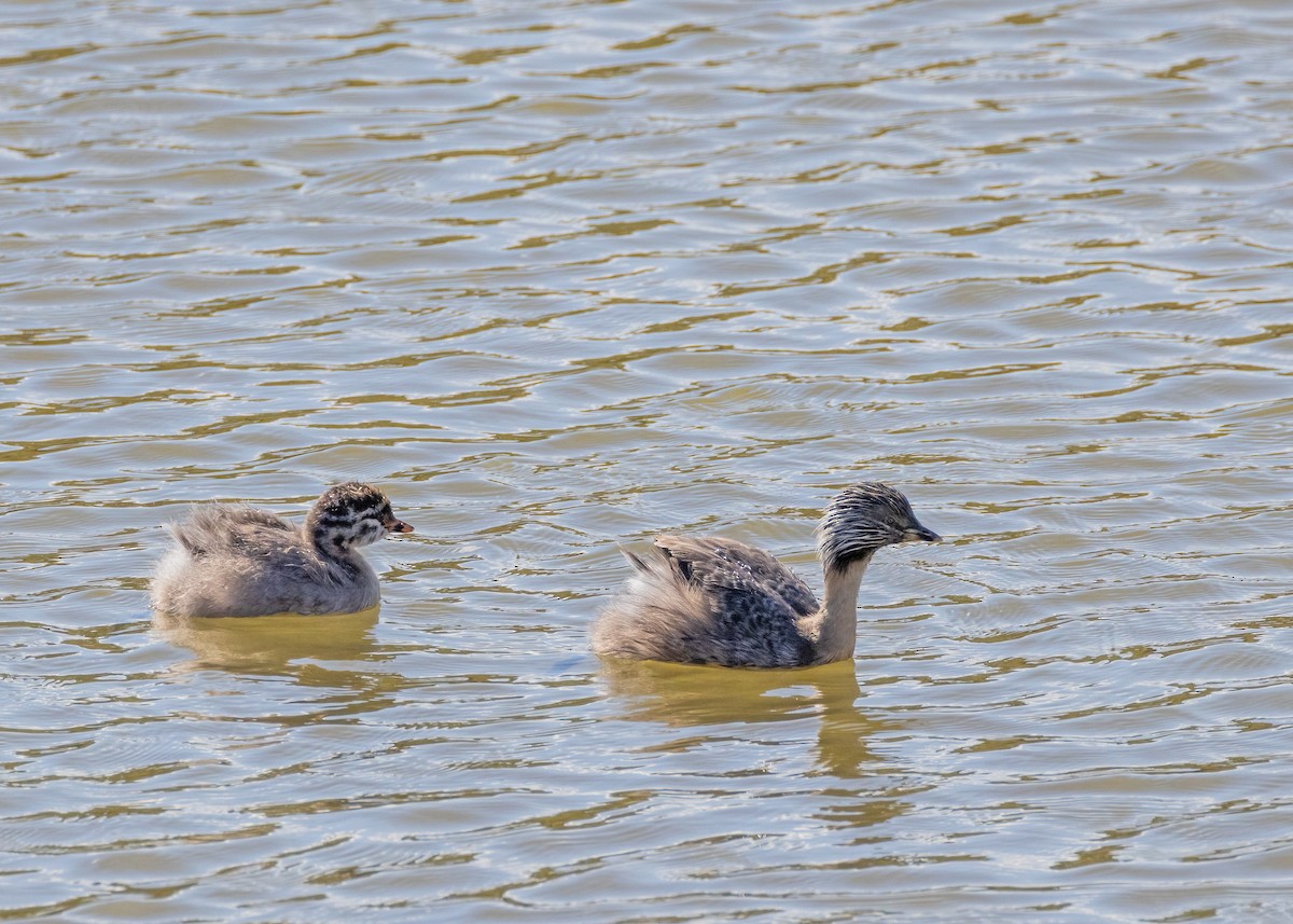 Hoary-headed Grebe - Julie Clark