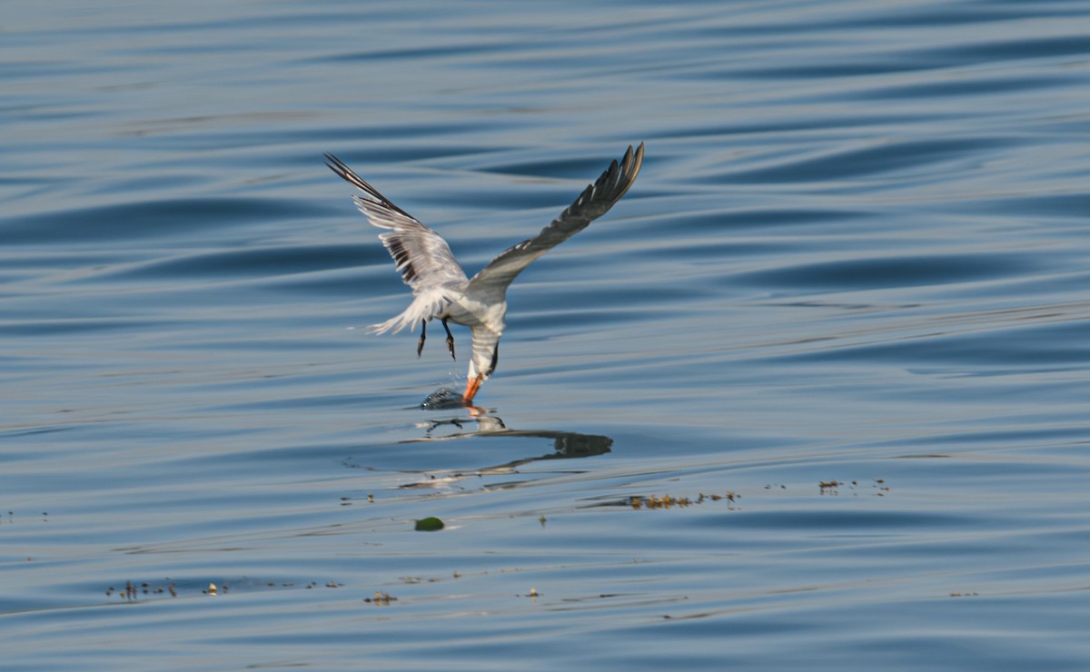 Royal Tern - Bert Filemyr