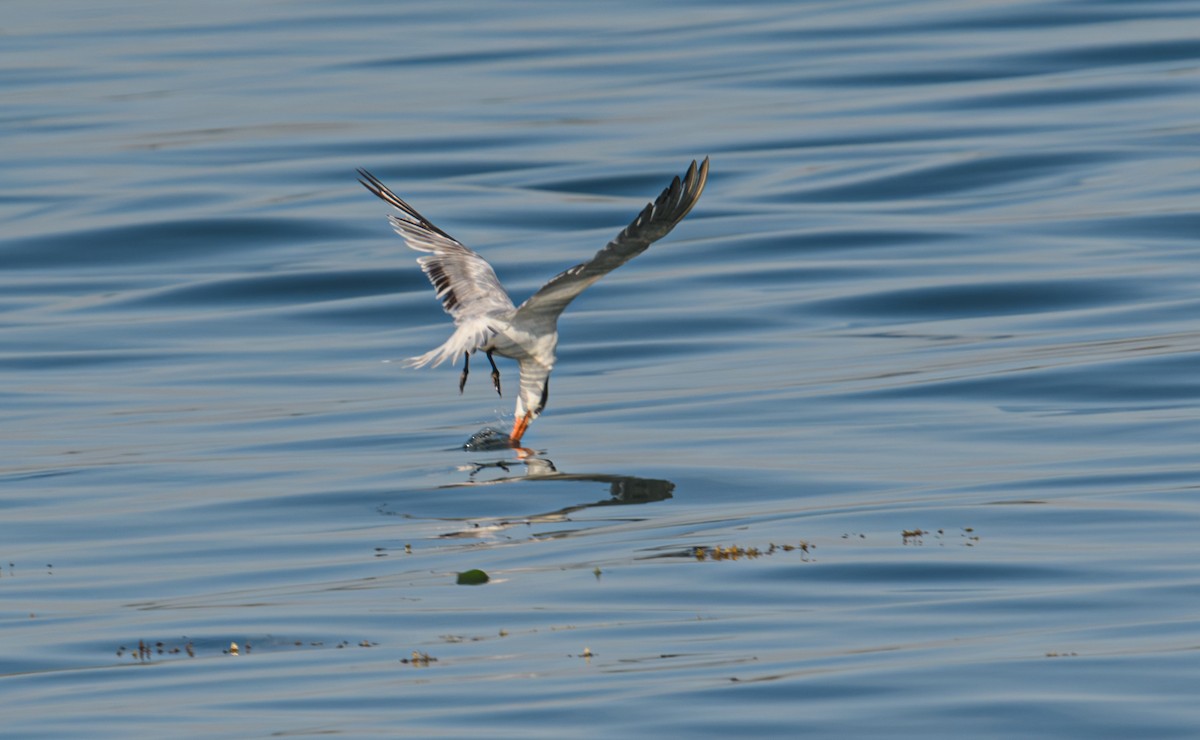 Royal Tern - ML617648034