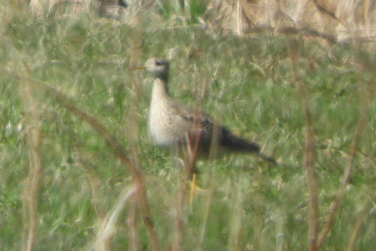 Upland Sandpiper - Sandi Keereweer