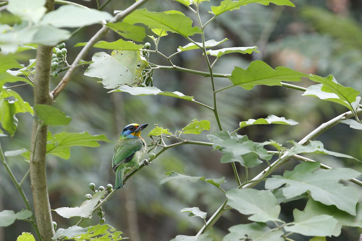 barbet tchajwanský - ML617648170