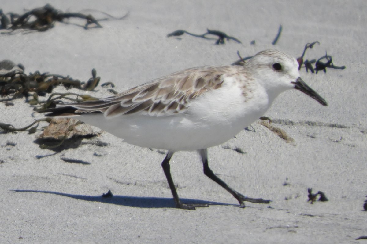 Sanderling - ML617648177