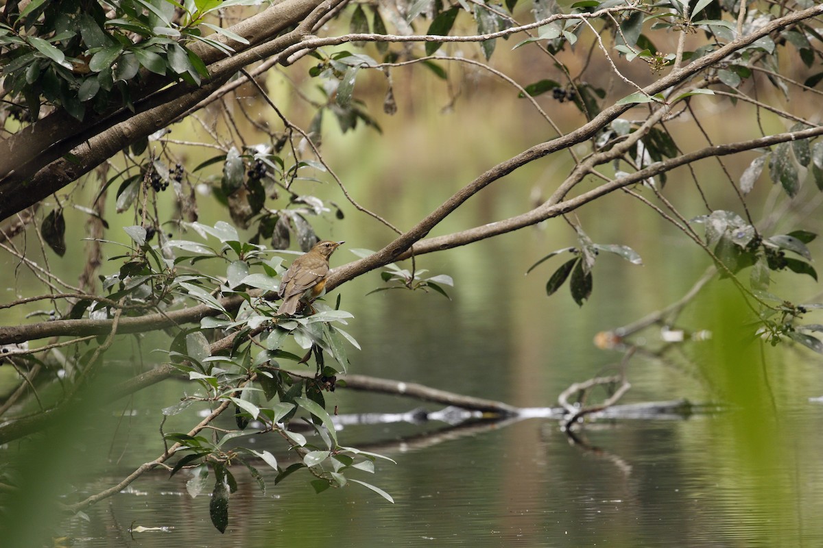 Brown-headed Thrush - ML617648188