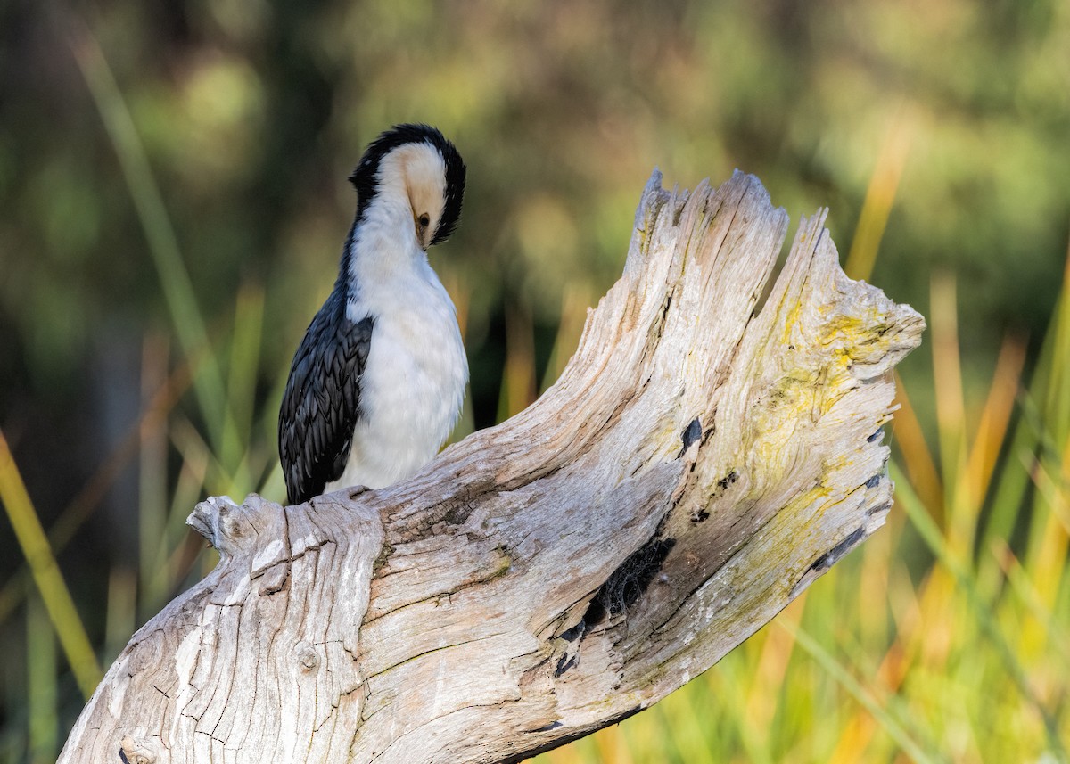 Little Pied Cormorant - ML617648198