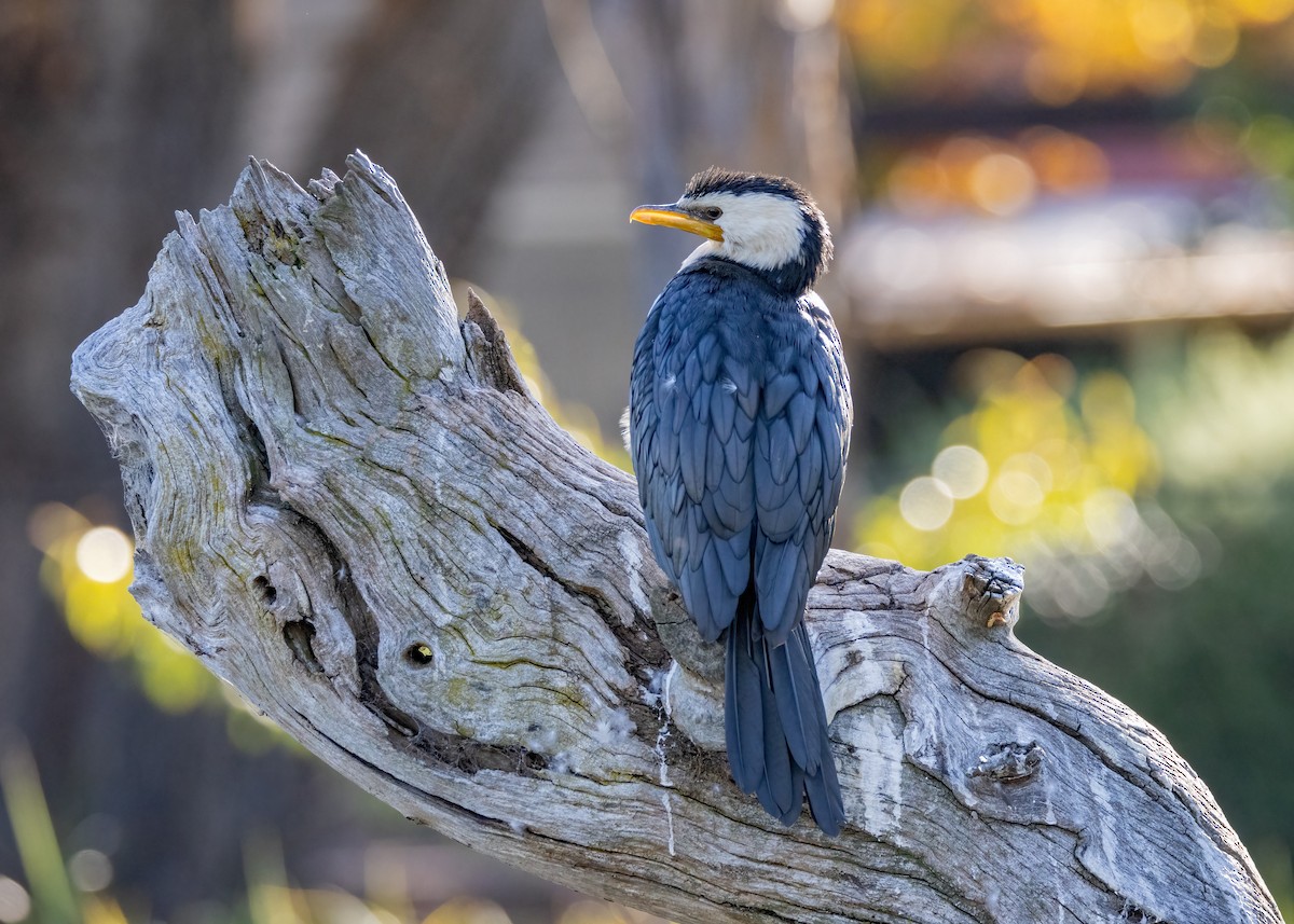 Little Pied Cormorant - ML617648199