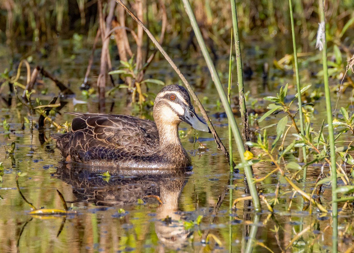 Pacific Black Duck - ML617648202