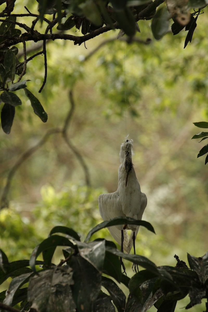 tanımsız Egretta/Bubulcus/Ardea sp. - ML617648211