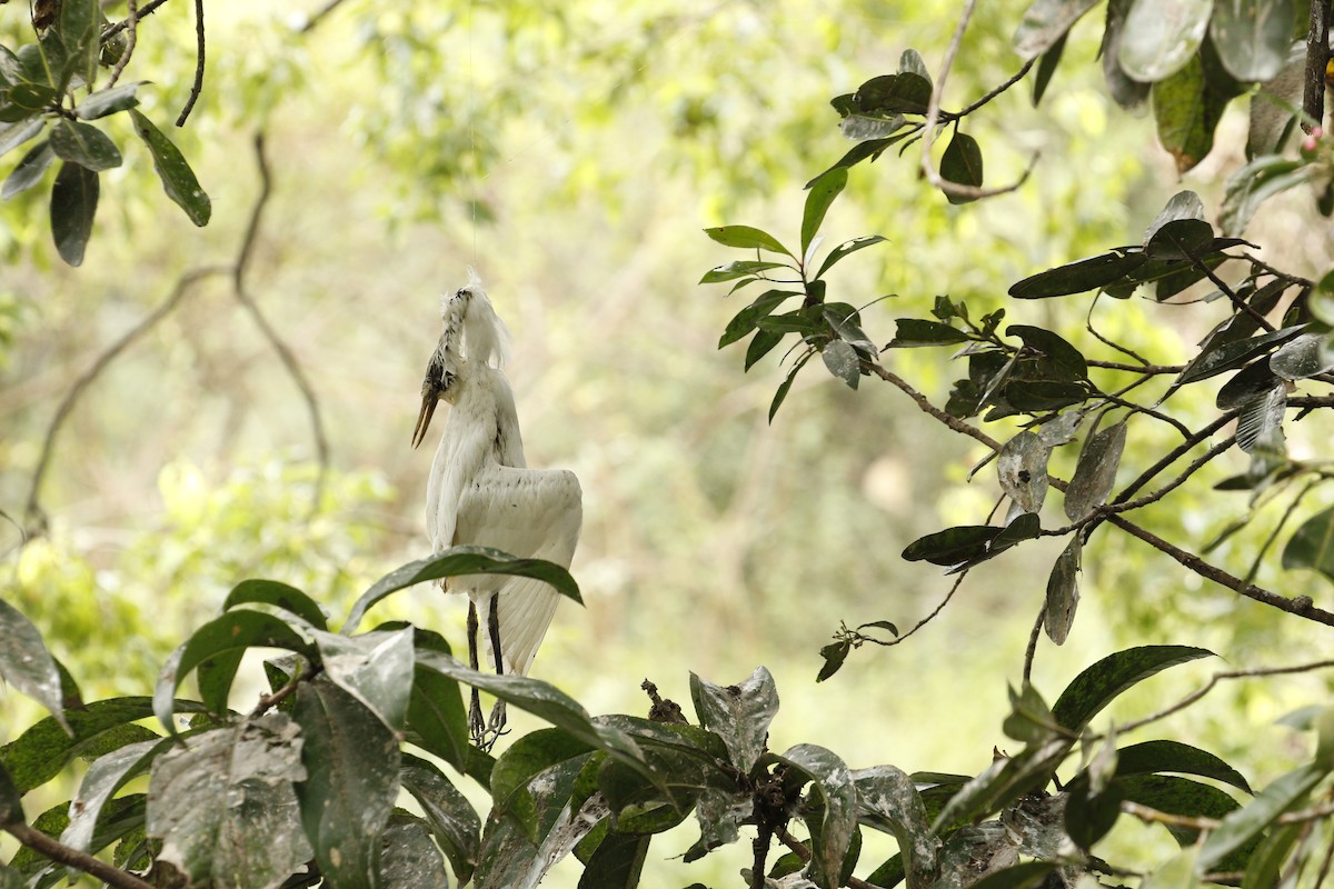 white egret sp. - ML617648212