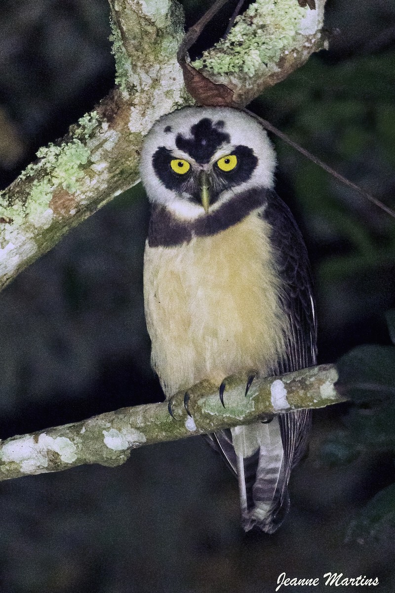 Spectacled Owl - ML617648213