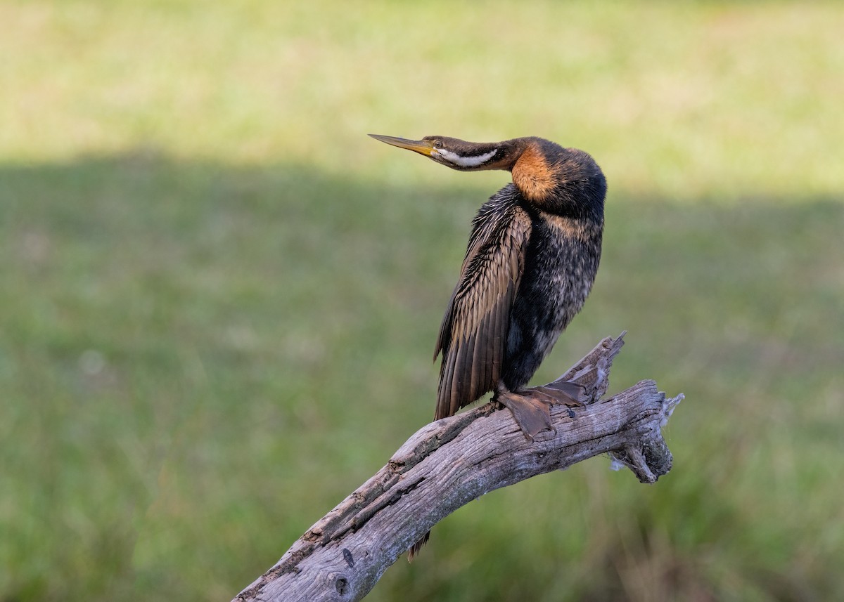 Austral-Schlangenhalsvogel - ML617648220