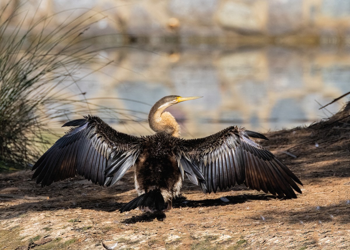 Anhinga d'Australie - ML617648221