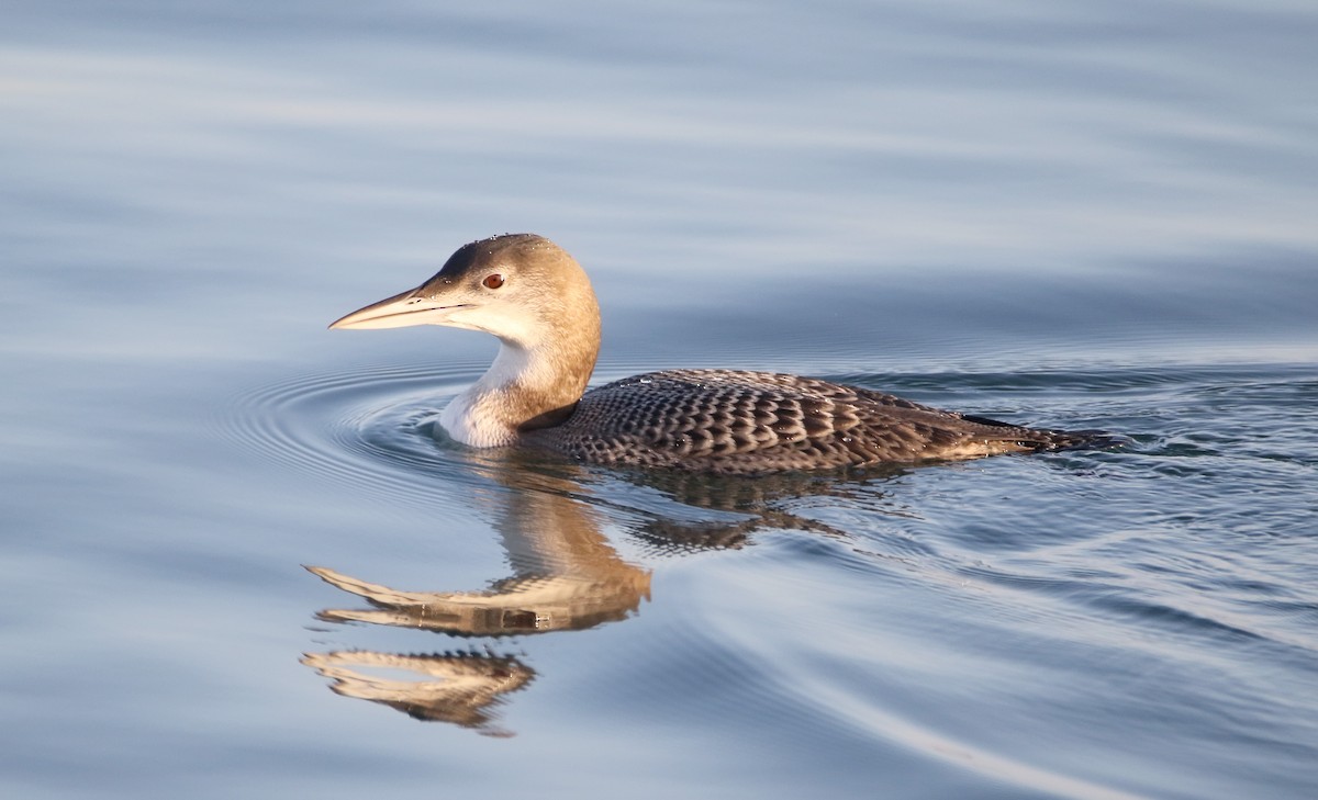 Plongeon huard - ML617648231