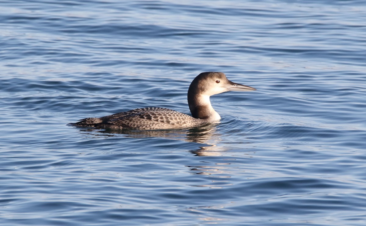 Common Loon - Delfin Gonzalez