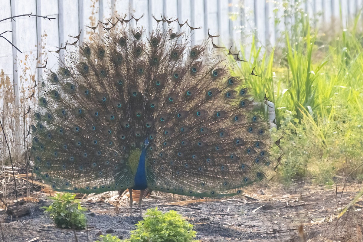 Indian Peafowl - ML617648253