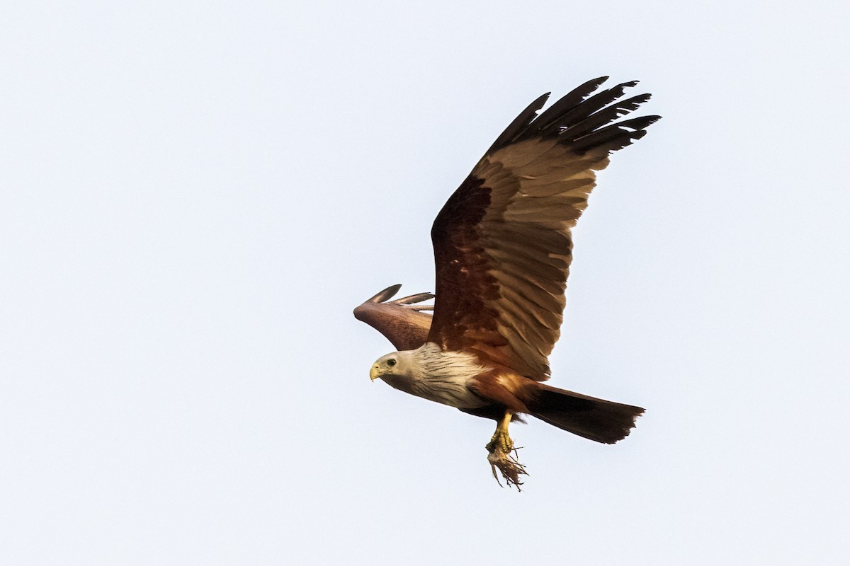 Brahminy Kite - Ravi Jesudas