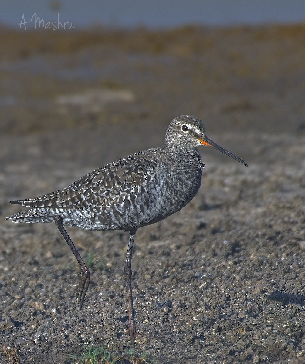 Spotted Redshank - ML617648278