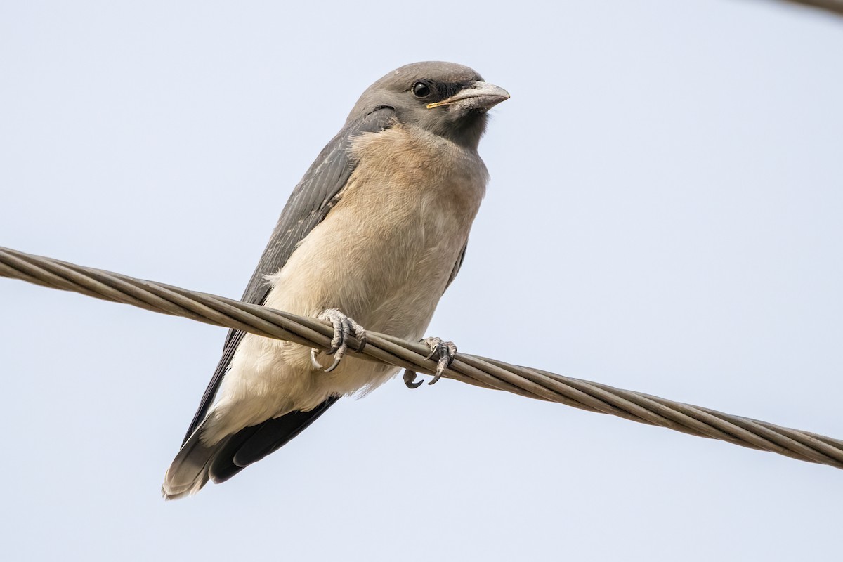 Ashy Woodswallow - ML617648298